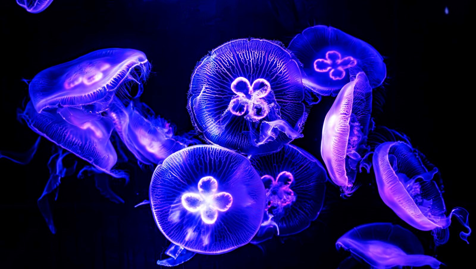 Fransa’da nükleer denizanası alarmı: Dört reaktör kapatıldı!