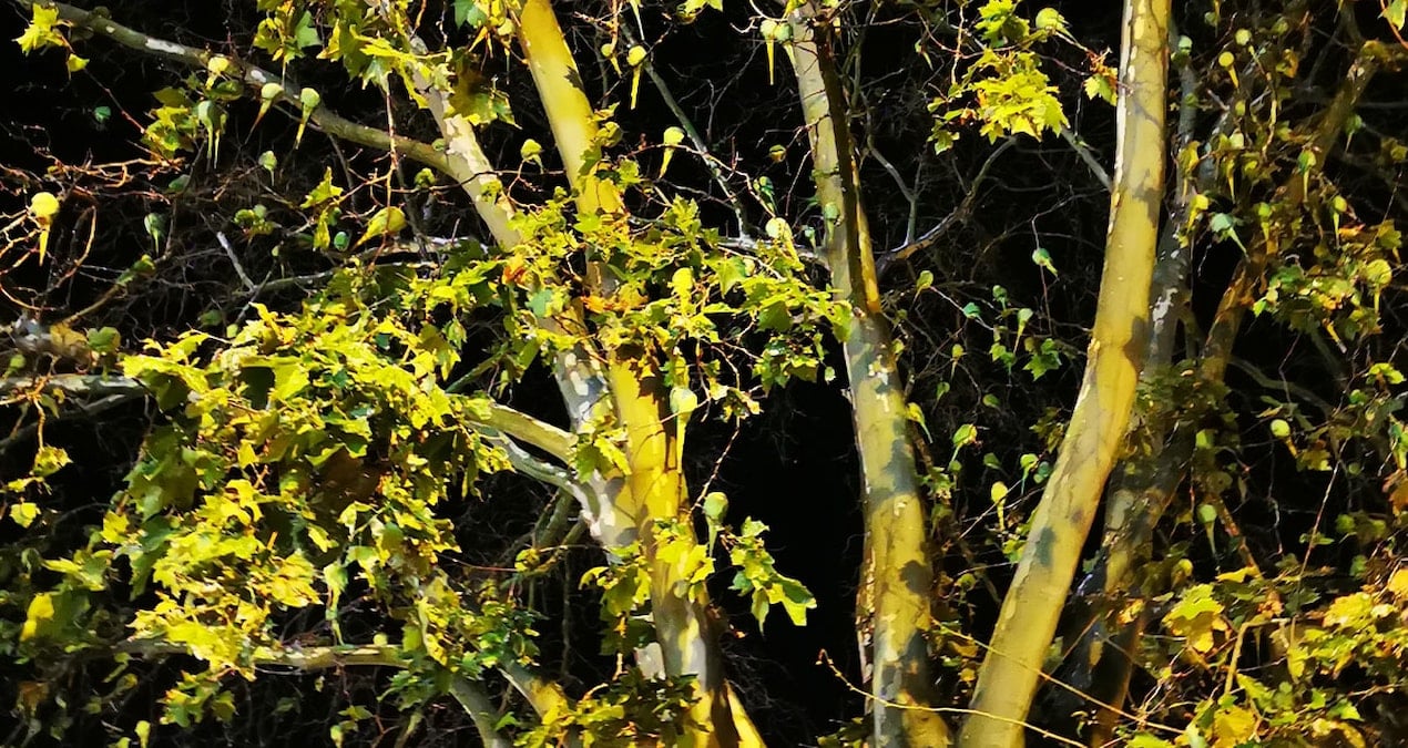 Çoğu kişi varlığına bile inanmıyordu: 100 yıl sonra yeniden görüldü