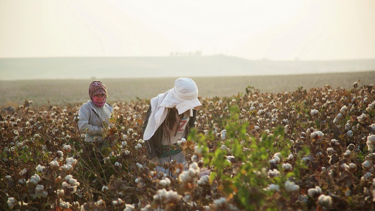 Gaziantep’te “beyaz altın” hasadı başladı!