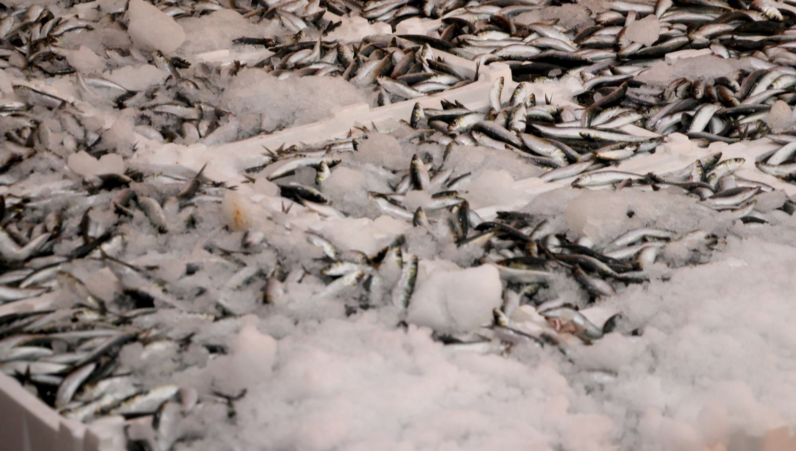 Hamsi ve sardalya bolluğu! Balıkçıların yüzünü güldürdü