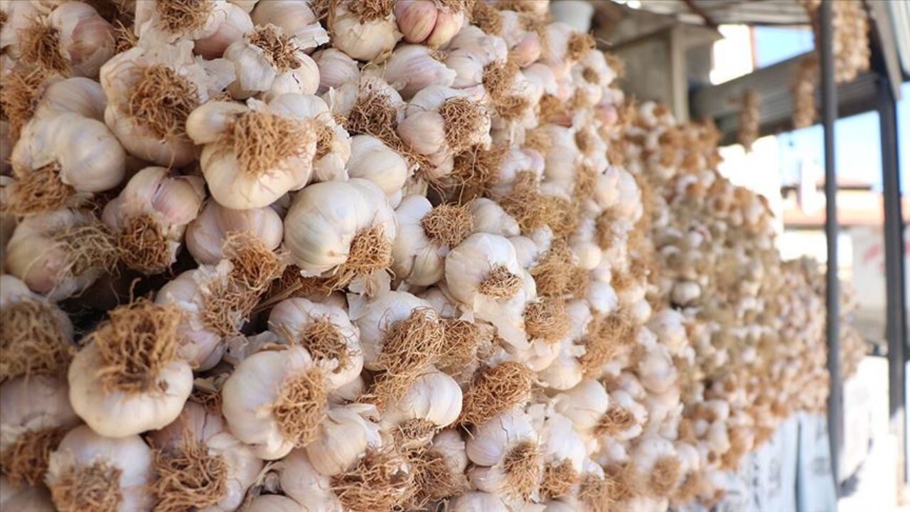 Sarımsak yemek için on neden ve ‘Taşköprü Sarımsağı’nın eşsiz yapısı