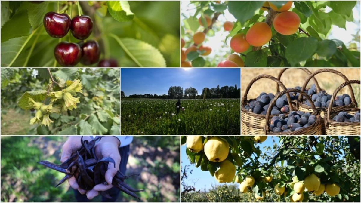 Türkiye tarımda 7 üründe dünya lideri, 22 üründe ilk üçte
