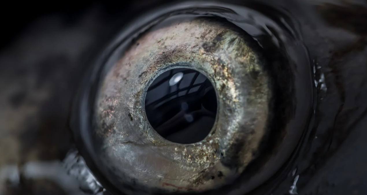 24 gözlü yaratık ortaya çıktı: 360 derece dönüyor