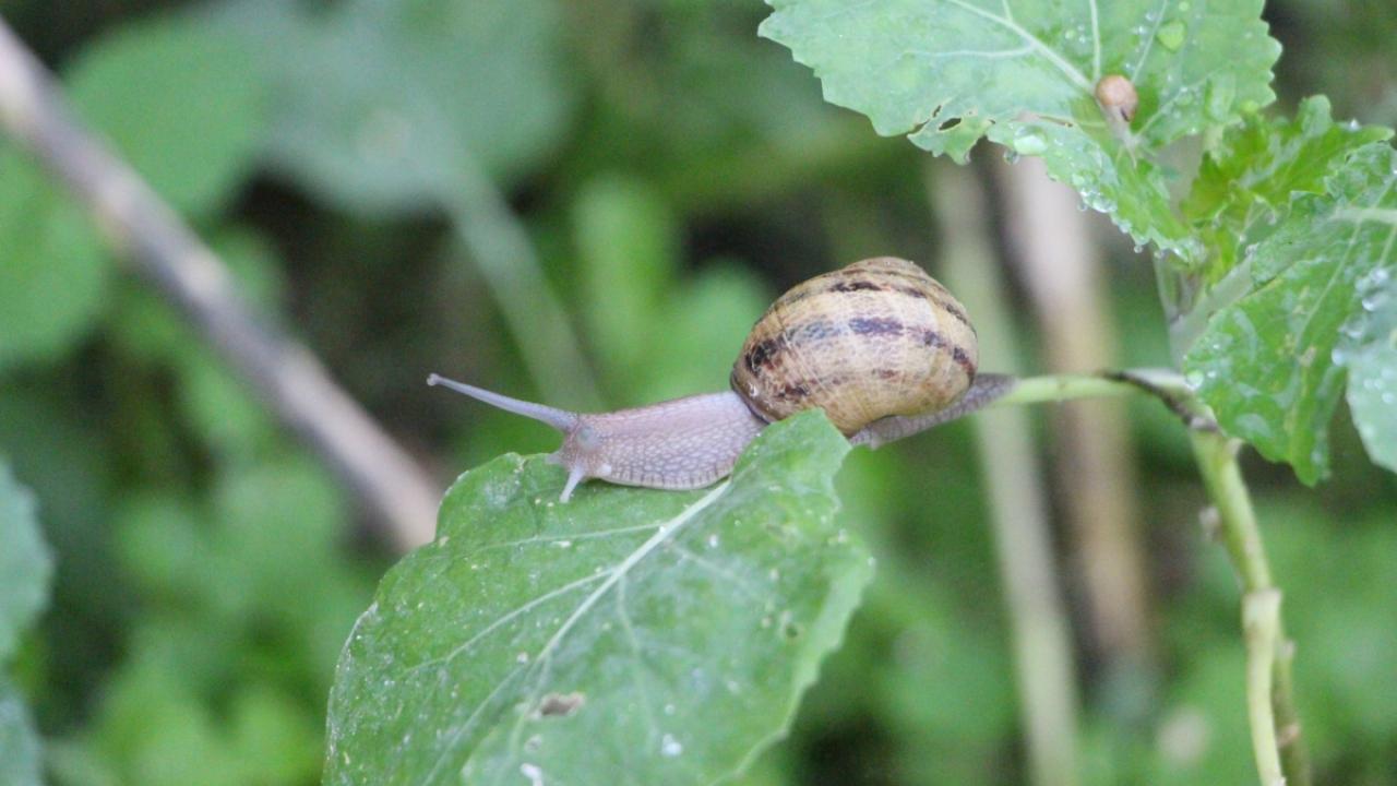 Kilosu tam 3 bin Euro’dan satılıyor: Burun kıvırdığımız canlı altın değerindeymiş