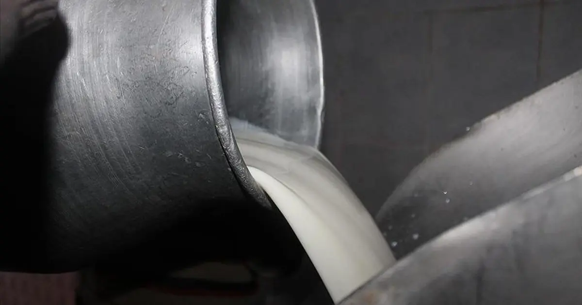 Çiğ sütte yeni fiyatlar. Sütün yağ ve protein oranı fiyatı etkileyecek