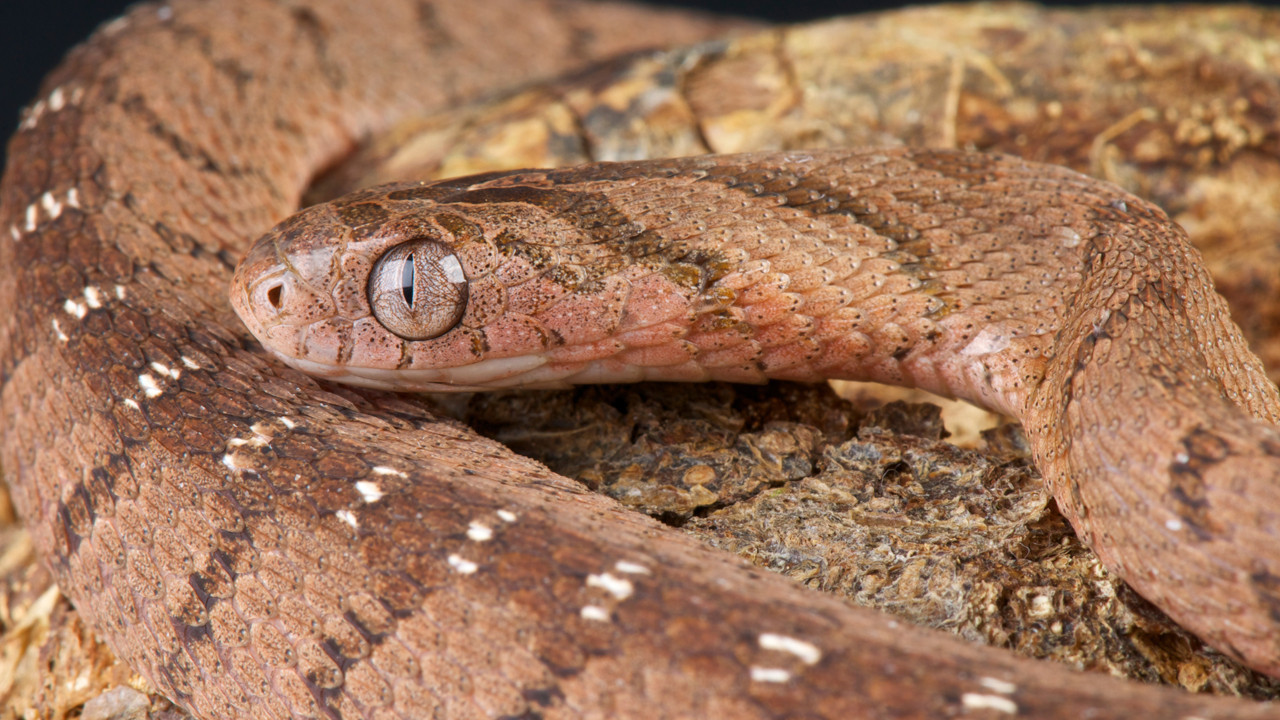 Besin zincirinde ürpertici döngü: Yılanlar neden birbirini yiyor?