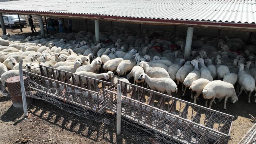 Konya buyuksehirin hayvan yetistiriciligi egitimleri ureticiye guc katiyor Qp8Hbrsq