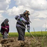 Yumakli tarimsal hasilayla ovunuyor turkiye kendi kendine yetemiyor gercek basari halkin gidaya ne kadar rgrnlRTl